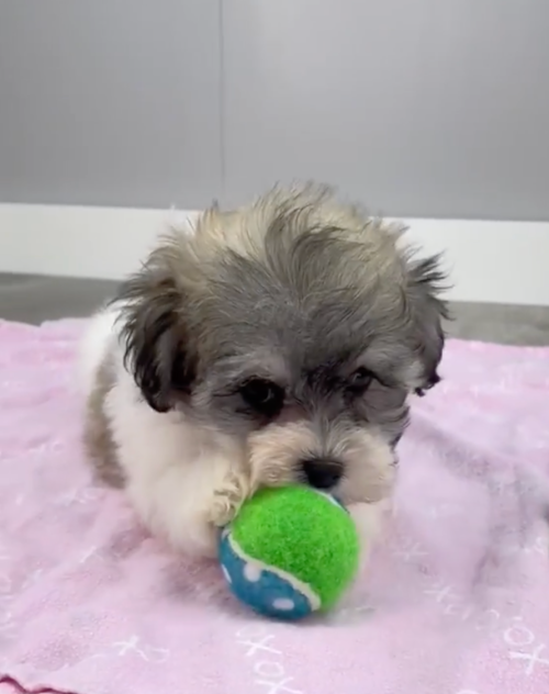 Havachon Puppy For Sale - Seaside Pups